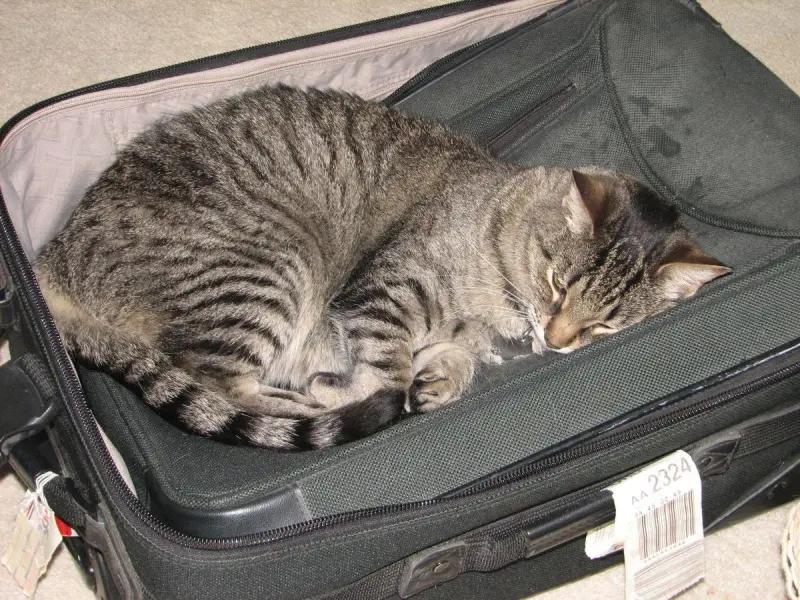 Коты в чемоданах: пушистый протест против одиночества