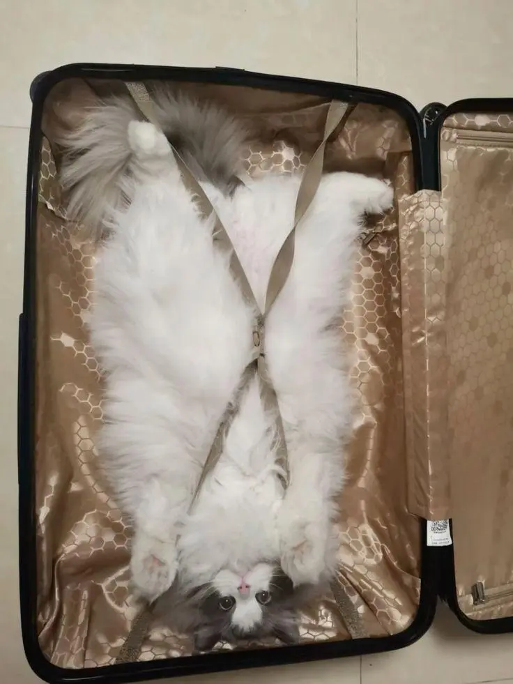 Коты в чемоданах: пушистый протест против одиночества