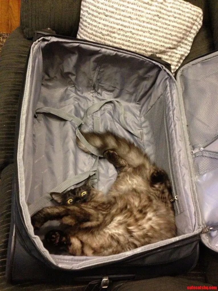 Коты в чемоданах: пушистый протест против одиночества