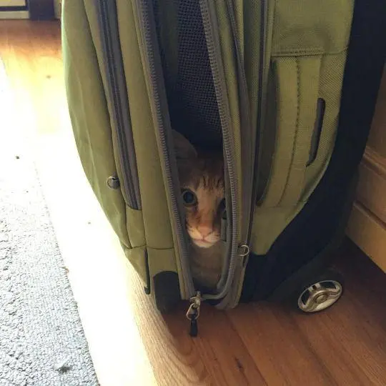 Коты в чемоданах: пушистый протест против одиночества