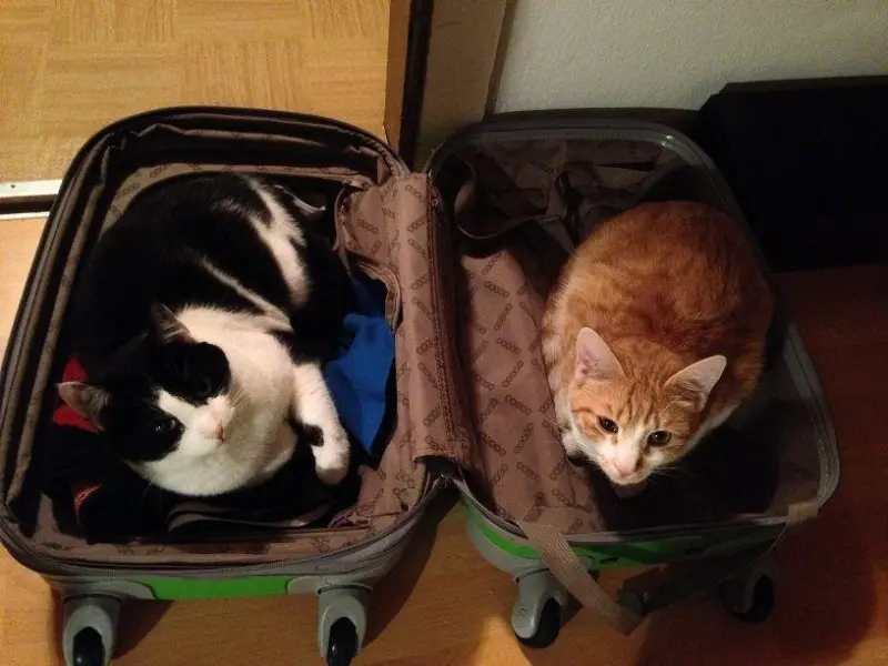 Коты в чемоданах: пушистый протест против одиночества