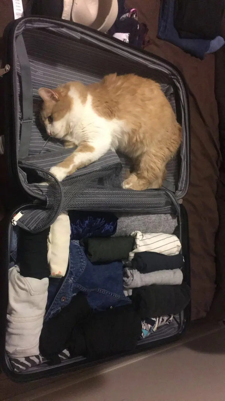 Коты в чемоданах: пушистый протест против одиночества