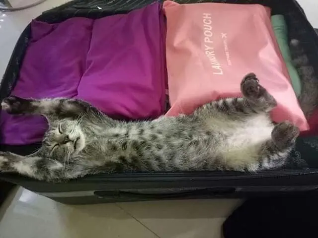 Коты в чемоданах: пушистый протест против одиночества