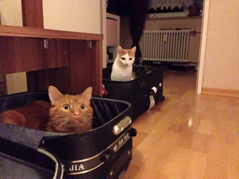 Коты в чемоданах: пушистый протест против одиночества