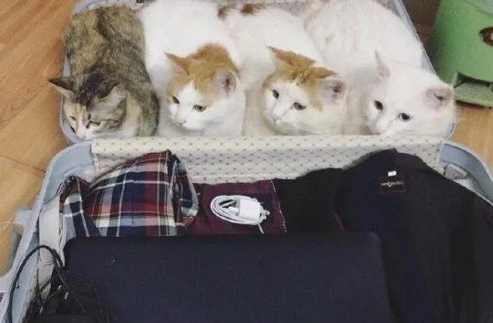 Коты в чемоданах: пушистый протест против одиночества