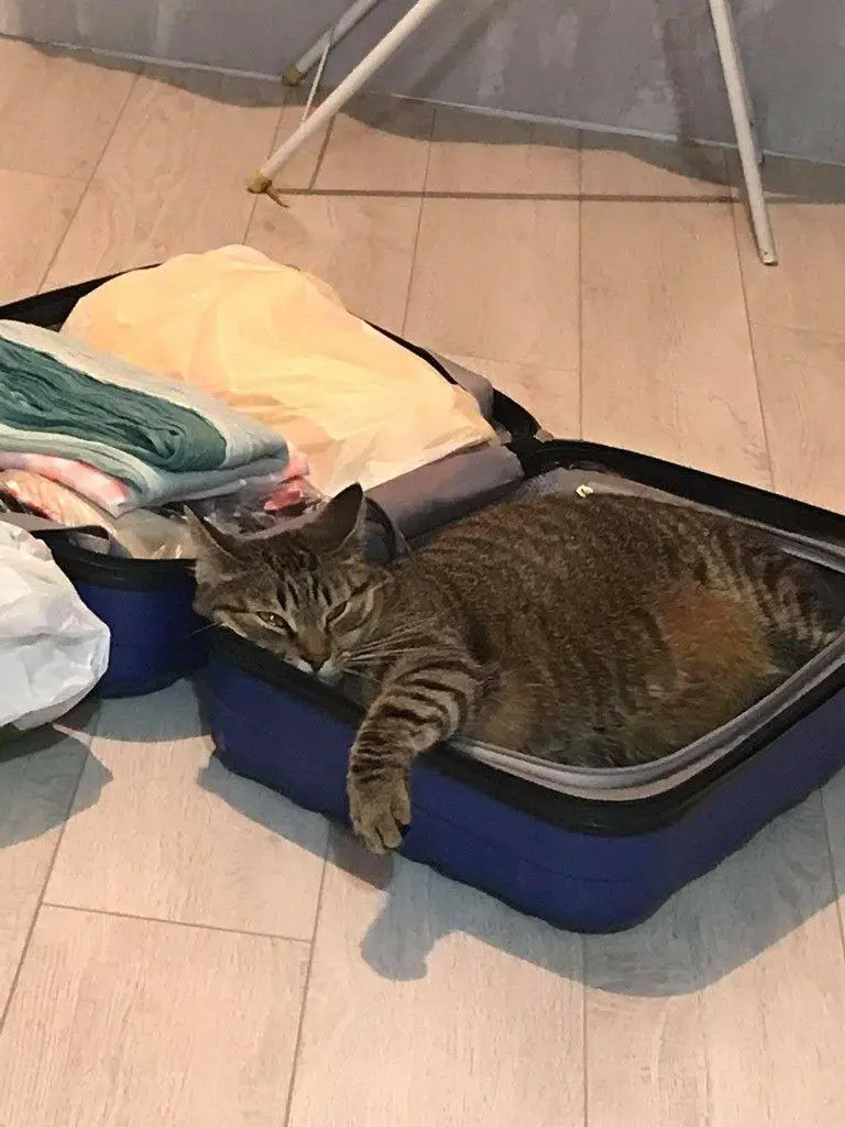 Коты в чемоданах: пушистый протест против одиночества