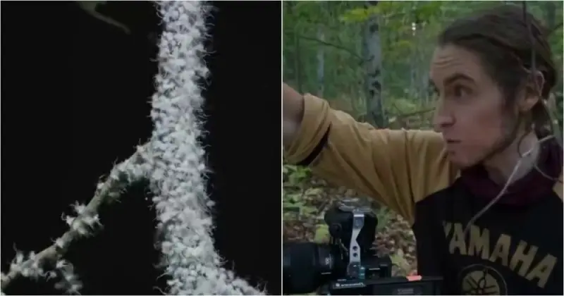 Коллективный танец: как шерстистые тли отпугивают врагов синхронными движениями