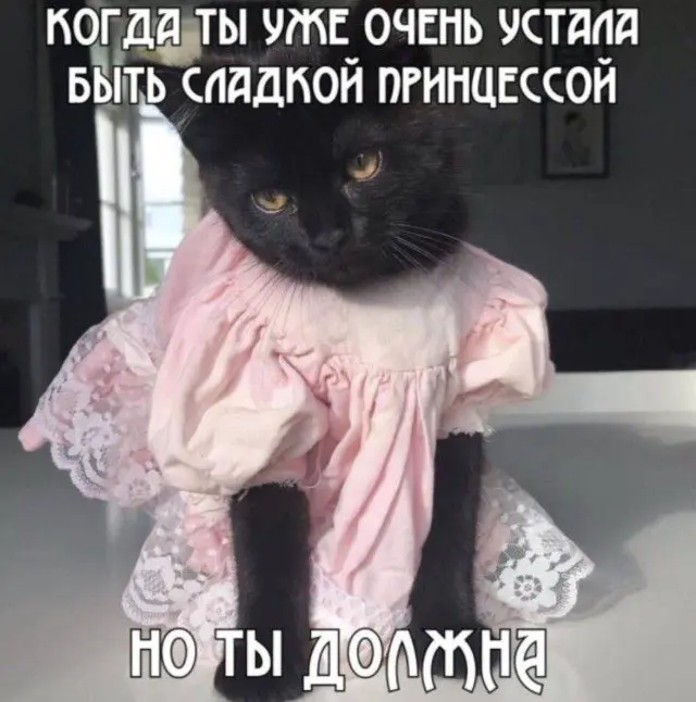 Смех без тормозов: лучшие приколы для вашего дня