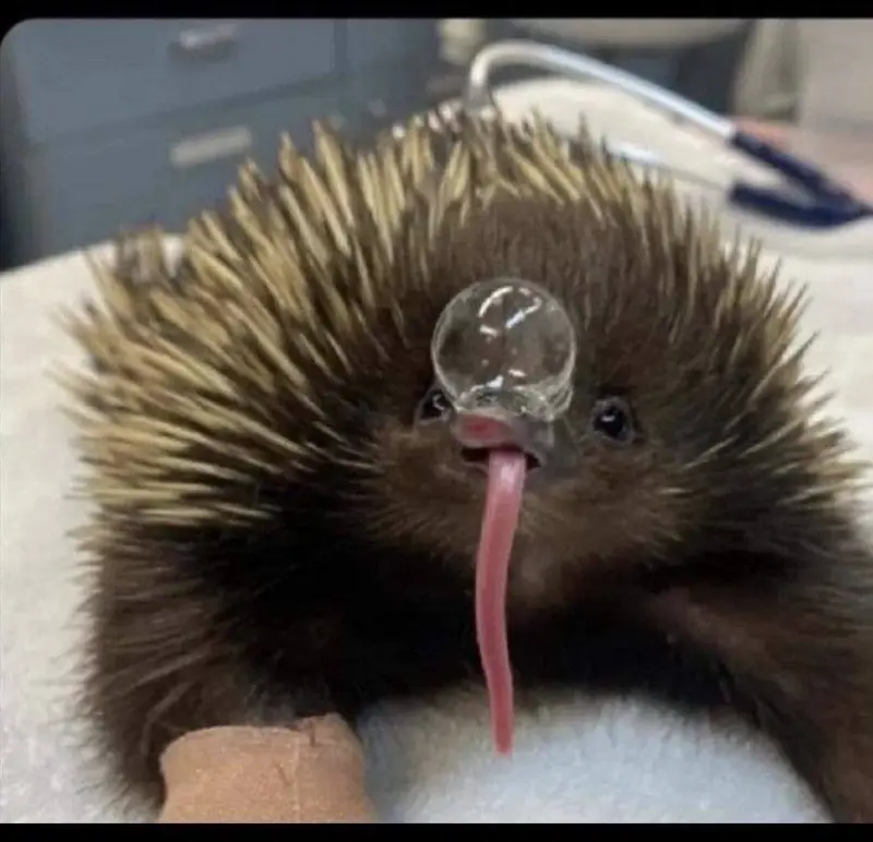 Уморительные фото животных, которые поднимут настроение