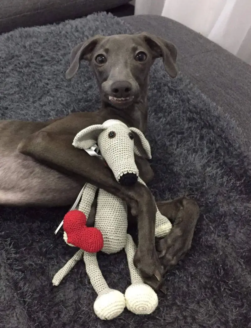 Уморительные фото животных, которые поднимут настроение