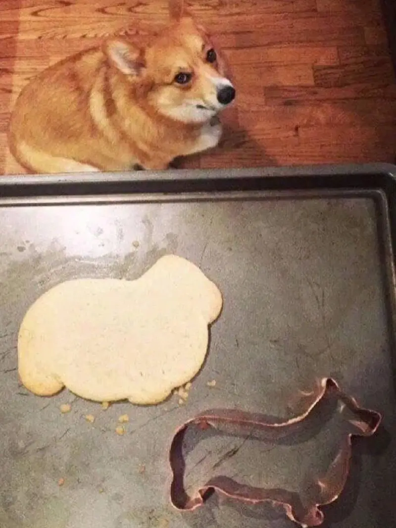 Уморительные фото животных, которые поднимут настроение