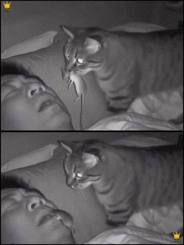 Уморительные фото животных, которые поднимут настроение