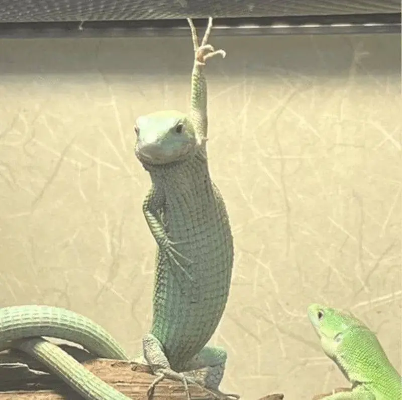 Уморительные фото животных, которые поднимут настроение