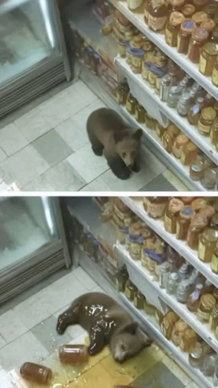 Уморительные фото животных, которые поднимут настроение