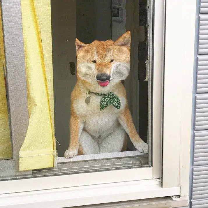 Уморительные фото животных, которые поднимут настроение