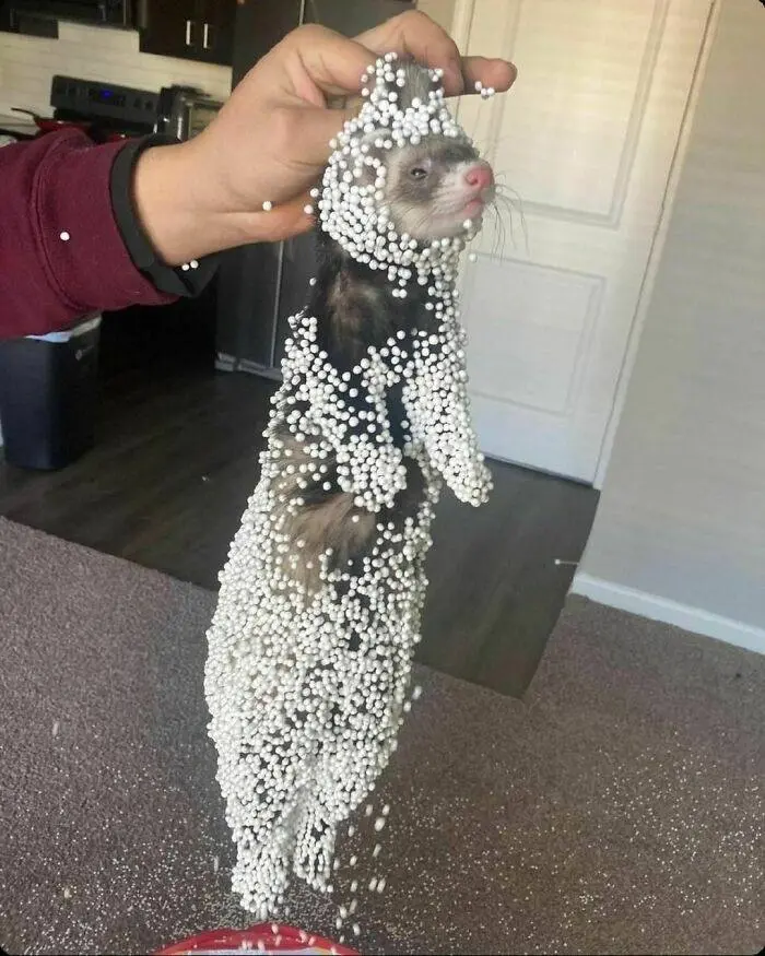 Уморительные фото животных, которые поднимут настроение