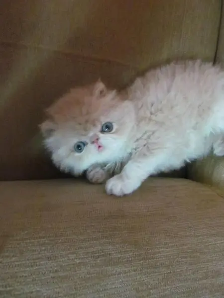 Животные-юмористы: 43 случая, когда инстинкты дали сбой, а харизма зашкалила