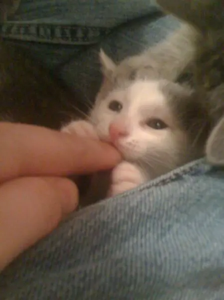 Животные-юмористы: 43 случая, когда инстинкты дали сбой, а харизма зашкалила