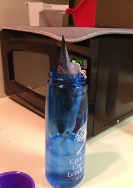 Животные-юмористы: 43 случая, когда инстинкты дали сбой, а харизма зашкалила