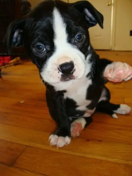 Животные-юмористы: 43 случая, когда инстинкты дали сбой, а харизма зашкалила