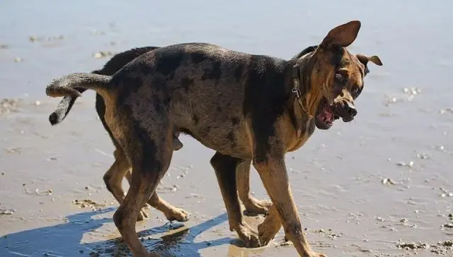 Животные-юмористы: 43 случая, когда инстинкты дали сбой, а харизма зашкалила