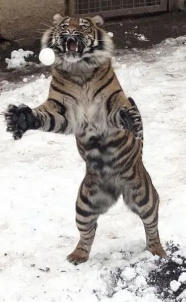 Животные-юмористы: 43 случая, когда инстинкты дали сбой, а харизма зашкалила