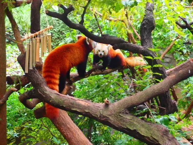 Животные-юмористы: 43 случая, когда инстинкты дали сбой, а харизма зашкалила