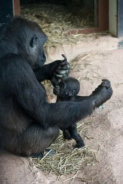 Животные-юмористы: 43 случая, когда инстинкты дали сбой, а харизма зашкалила