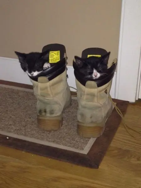 Животные-юмористы: 43 случая, когда инстинкты дали сбой, а харизма зашкалила