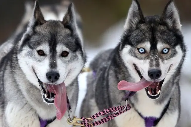 Животные-юмористы: 43 случая, когда инстинкты дали сбой, а харизма зашкалила