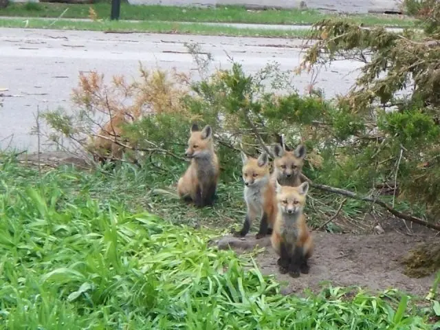 Животные-юмористы: 43 случая, когда инстинкты дали сбой, а харизма зашкалила