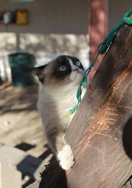 Животные-юмористы: 43 случая, когда инстинкты дали сбой, а харизма зашкалила