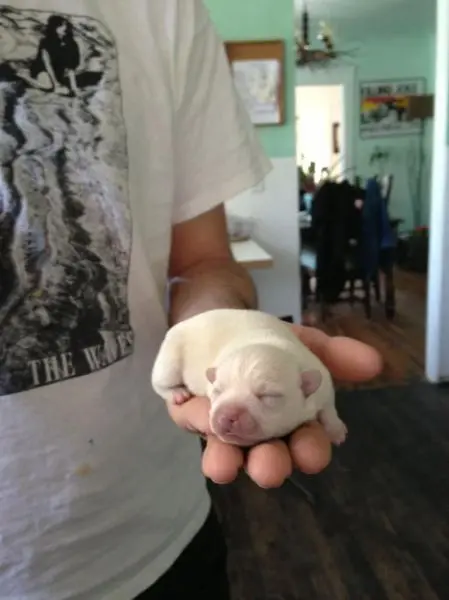 Животные-юмористы: 43 случая, когда инстинкты дали сбой, а харизма зашкалила