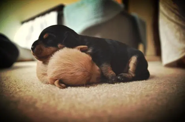 Животные-юмористы: 43 случая, когда инстинкты дали сбой, а харизма зашкалила