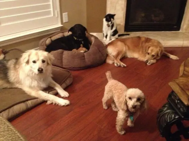 Животные-юмористы: 43 случая, когда инстинкты дали сбой, а харизма зашкалила