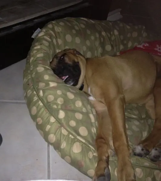 Животные-юмористы: 43 случая, когда инстинкты дали сбой, а харизма зашкалила