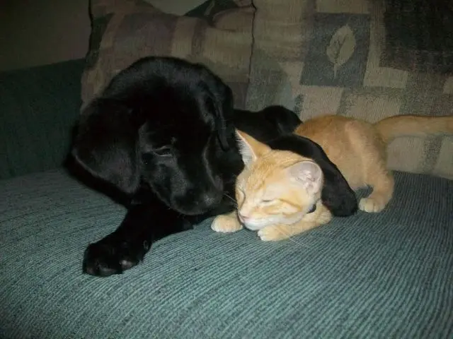 Животные-юмористы: 43 случая, когда инстинкты дали сбой, а харизма зашкалила