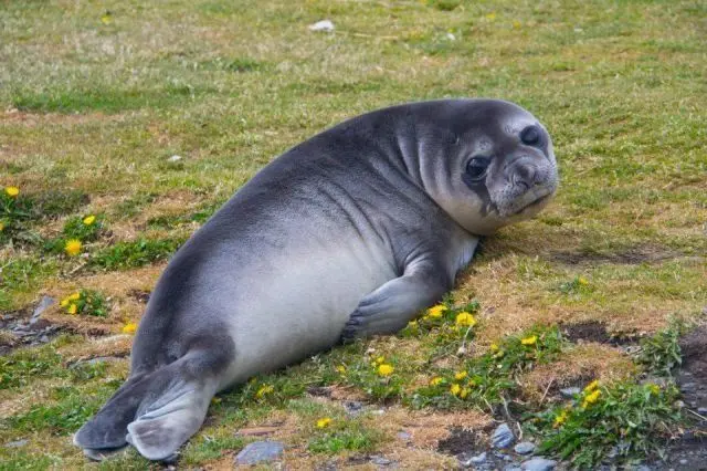 Животные-юмористы: 43 случая, когда инстинкты дали сбой, а харизма зашкалила