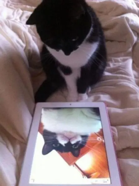 Животные-юмористы: 43 случая, когда инстинкты дали сбой, а харизма зашкалила