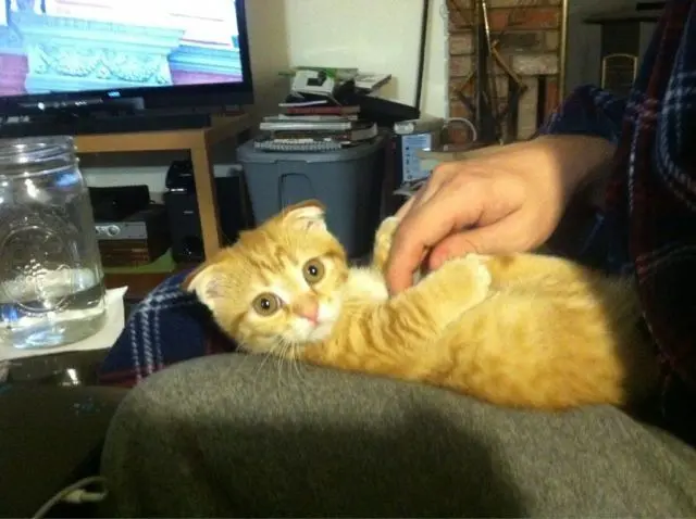 Животные-юмористы: 43 случая, когда инстинкты дали сбой, а харизма зашкалила