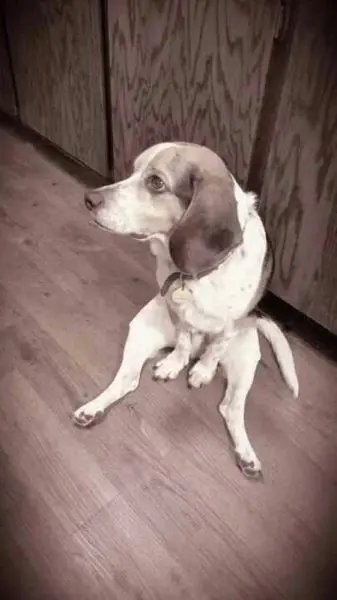 Животные-юмористы: 43 случая, когда инстинкты дали сбой, а харизма зашкалила