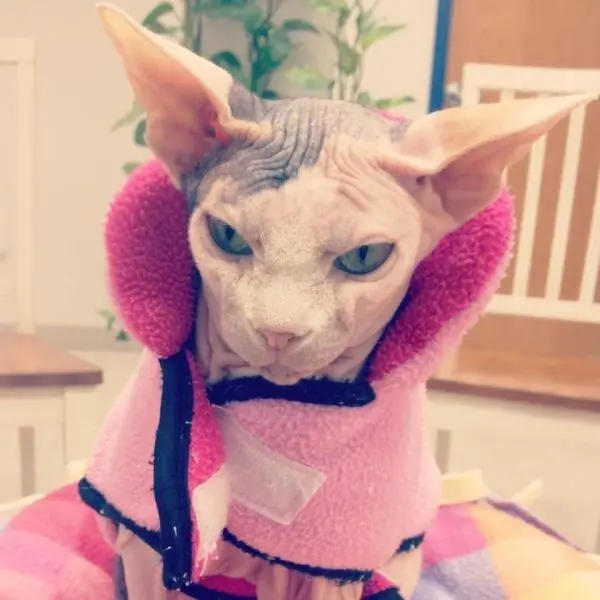 Животные-юмористы: 43 случая, когда инстинкты дали сбой, а харизма зашкалила