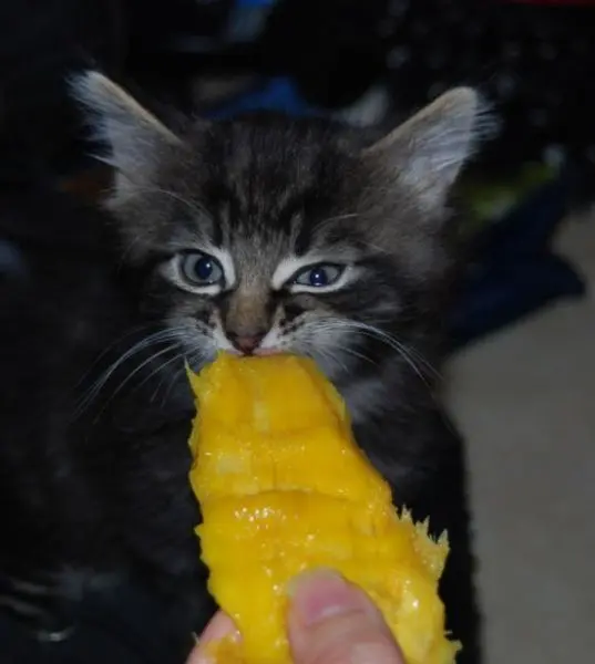 Животные-юмористы: 43 случая, когда инстинкты дали сбой, а харизма зашкалила