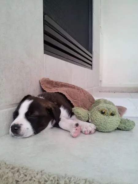 Животные-юмористы: 43 случая, когда инстинкты дали сбой, а харизма зашкалила