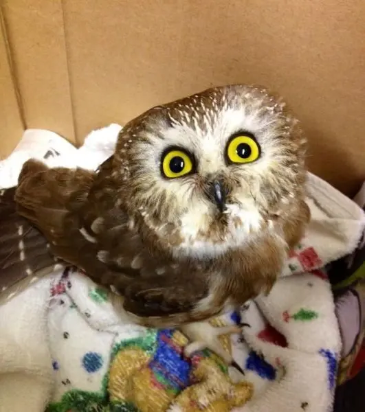 Животные-юмористы: 43 случая, когда инстинкты дали сбой, а харизма зашкалила