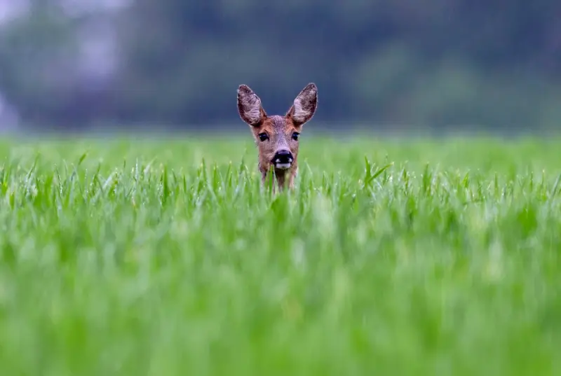 Животный мир в объективе: захватывающие кадры со всей планеты