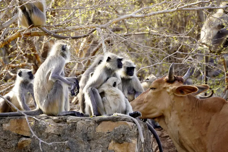 Животный мир в объективе: захватывающие кадры со всей планеты