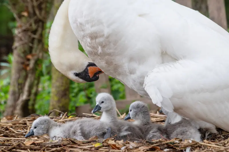 Животный мир в объективе: захватывающие кадры со всей планеты