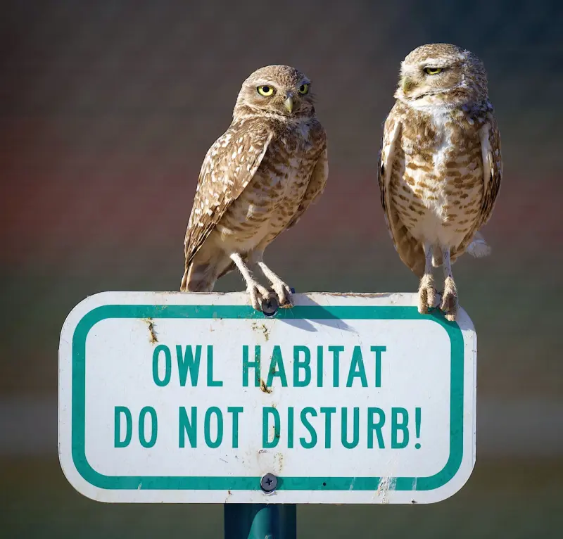 Животный мир в объективе: захватывающие кадры со всей планеты