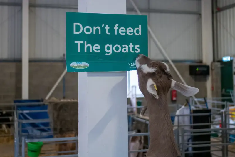 Животный мир в объективе: захватывающие кадры со всей планеты